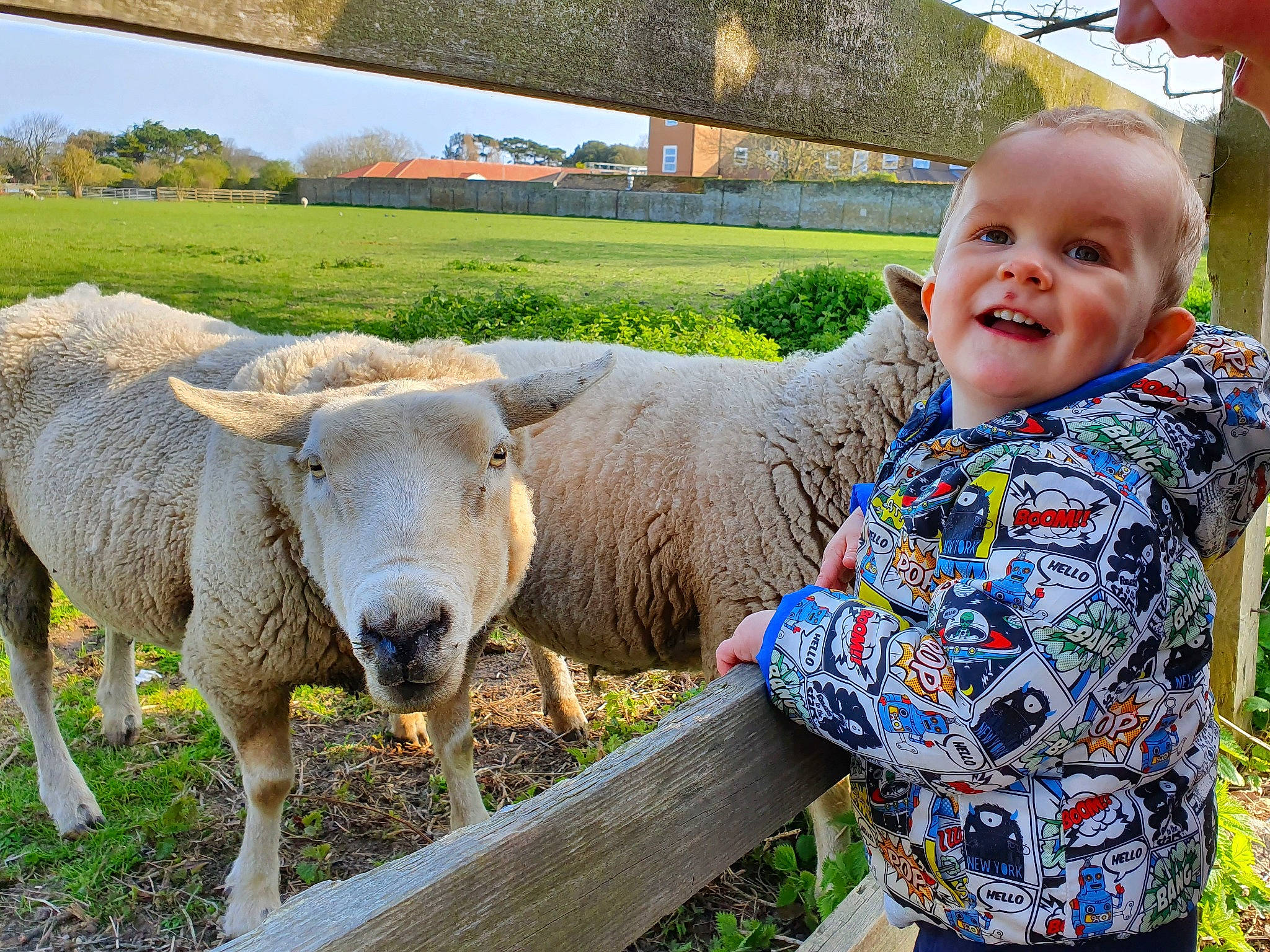 Oakley joined the competition — help win amazing prizes! bovine, child, cow_goat_family, eye, farm, fawn, grass, livestock, male, pasture, person, photography, plant, rural_area, sheep, skin, sky, smile, toddler, working_animal