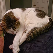 Whisper joined the competition — help win amazing prizes! animal, brown, cat, closeup, comfort, companion, couch, cozy, fur, furniture, glasses, home, indoor, person, pet, quiet, relaxed, resting, sleeping, white