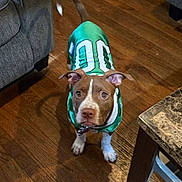 Summer is registered to the contest to win money with this photo: dog, brown, white, jersey, number, 00, wooden_floor, indoor, furniture, couch, table, curious, pet, animal, ears, tail, looking_up, collar, shadow, floor