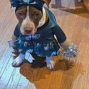 Summer is registered to the contest to win money with this photo: dog, costume, cheerleader_outfit, bow, pom_poms, brown_and_white_dog, wooden_floor, pet, animal, indoors, cute, sitting, looking_up, cheer, dress_up, puppy, adorable, pet_costume, funny, cheerleading