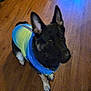 dog, pet, indoor, wooden_floor, clothing, blue_jacket, yellow_jacket, ears, alert, standing, animal, canine, fur, domestic_animal, household, flooring, cute, companion, mammal, portrait