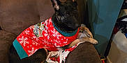 Lucy is registered to the contest to win money with this photo: dog, german_shepherd, christmas_sweater, holiday, red_sweater, snowflake_pattern, armchair, blanket, indoor, brown_furniture, wooden_floor, pet, canine, cozy, festive, animal, domestic, sitting, ears_up, looking