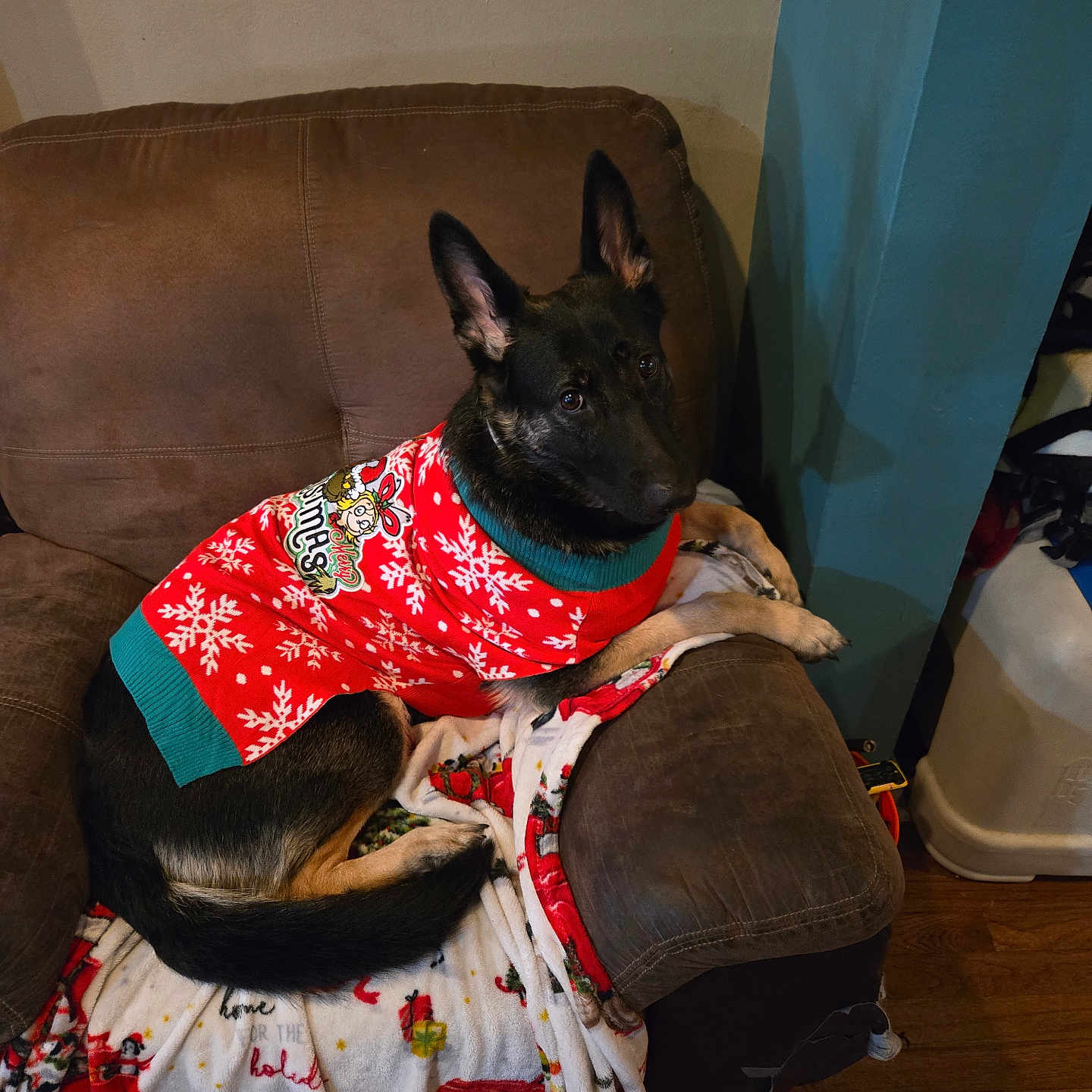 Lucy is registered to the contest to win money with this photo: animal, armchair, blanket, brown_furniture, canine, christmas_sweater, cozy, dog, domestic, ears_up, festive, german_shepherd, holiday, indoor, looking, pet, red_sweater, sitting, snowflake_pattern, wooden_floor