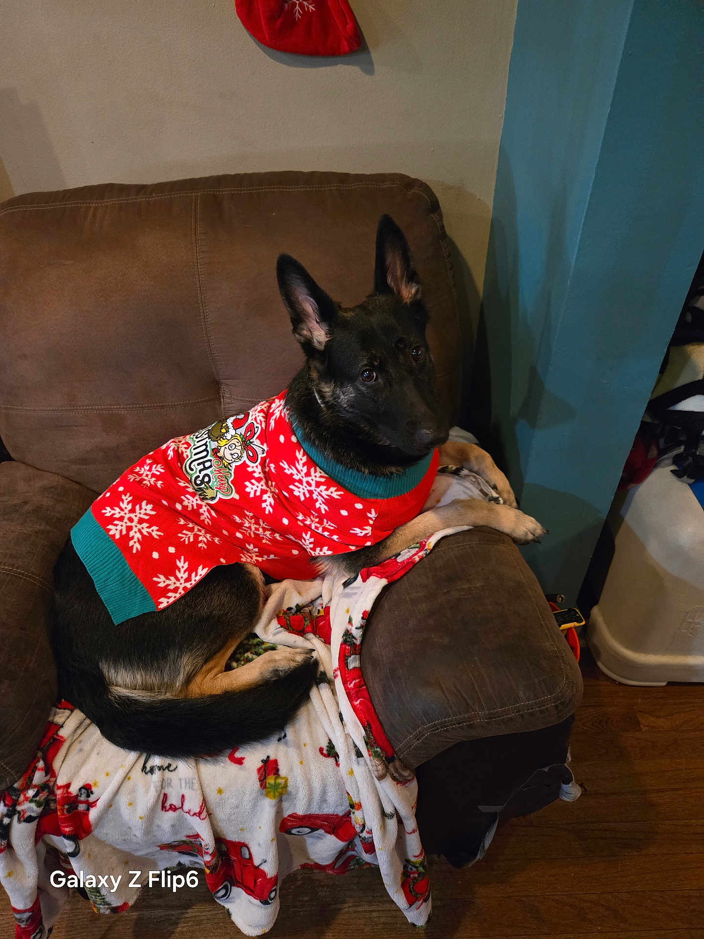 Lucy is registered to the contest to win money with this photo: dog, german_shepherd, christmas_sweater, holiday, red_sweater, snowflake_pattern, armchair, blanket, indoor, brown_furniture, wooden_floor, pet, canine, cozy, festive, animal, domestic, sitting, ears_up, looking
