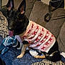 Lucy joined the competition — help win amazing prizes! dog, german_shepherd, sweater, pink, ribbon_pattern, couch, blanket, pillow, indoor, pet, tongue_out, ears_up, sitting, cozy, home, furniture, canine, animal, companion, cute