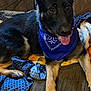 Lucy is registered to the contest to win money with this photo: dog, german_shepherd, bandana, blue, couch, blanket, indoor, pet, canine, relaxed, fur, ears, tongue, paw, animal, companion, domestic, mammal, friendly, portrait