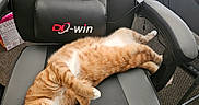 Cheeto joined the competition — help win amazing prizes! cat, orange_tabby, office_chair, black_leather, gray_leather, carpet, desk, cable, computer_keyboard, relaxed, pet, indoor, feline, curious, animal, fur, paw, whiskers, office, chair_armrest