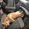 cat, orange_tabby, office_chair, black_leather, gray_leather, carpet, desk, cable, computer_keyboard, relaxed, pet, indoor, feline, curious, animal, fur, paw, whiskers, office, chair_armrest