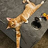 Cheeto is registered to the contest to win money with this photo: cat, orange_tabby, couch, cup_holder, keys, snack_wrapper, carpet, indoor, relaxed, pet, feline, fur, paw, looking, texture, home, comfort, curious, sprawled, resting