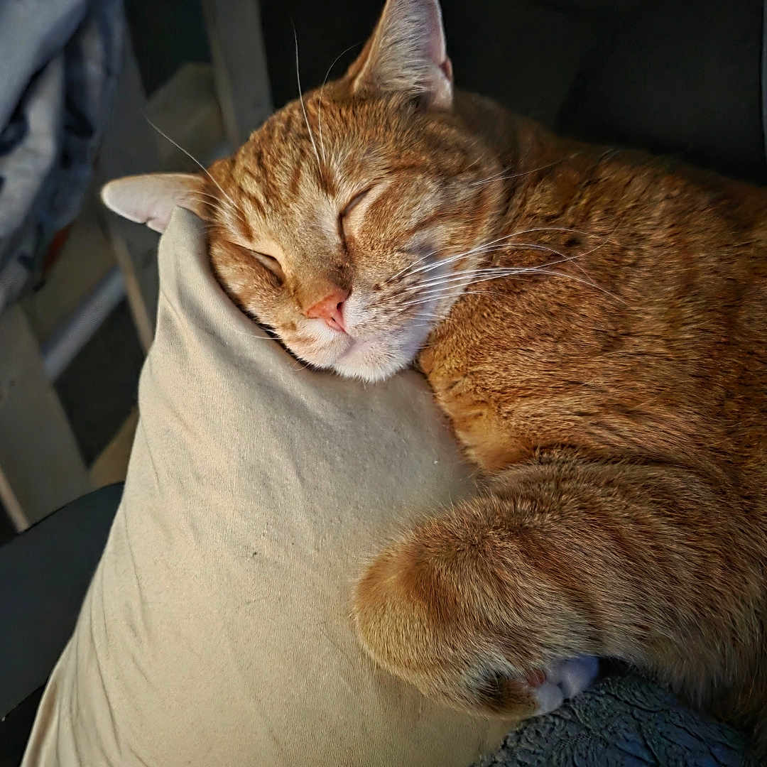 Cheeto