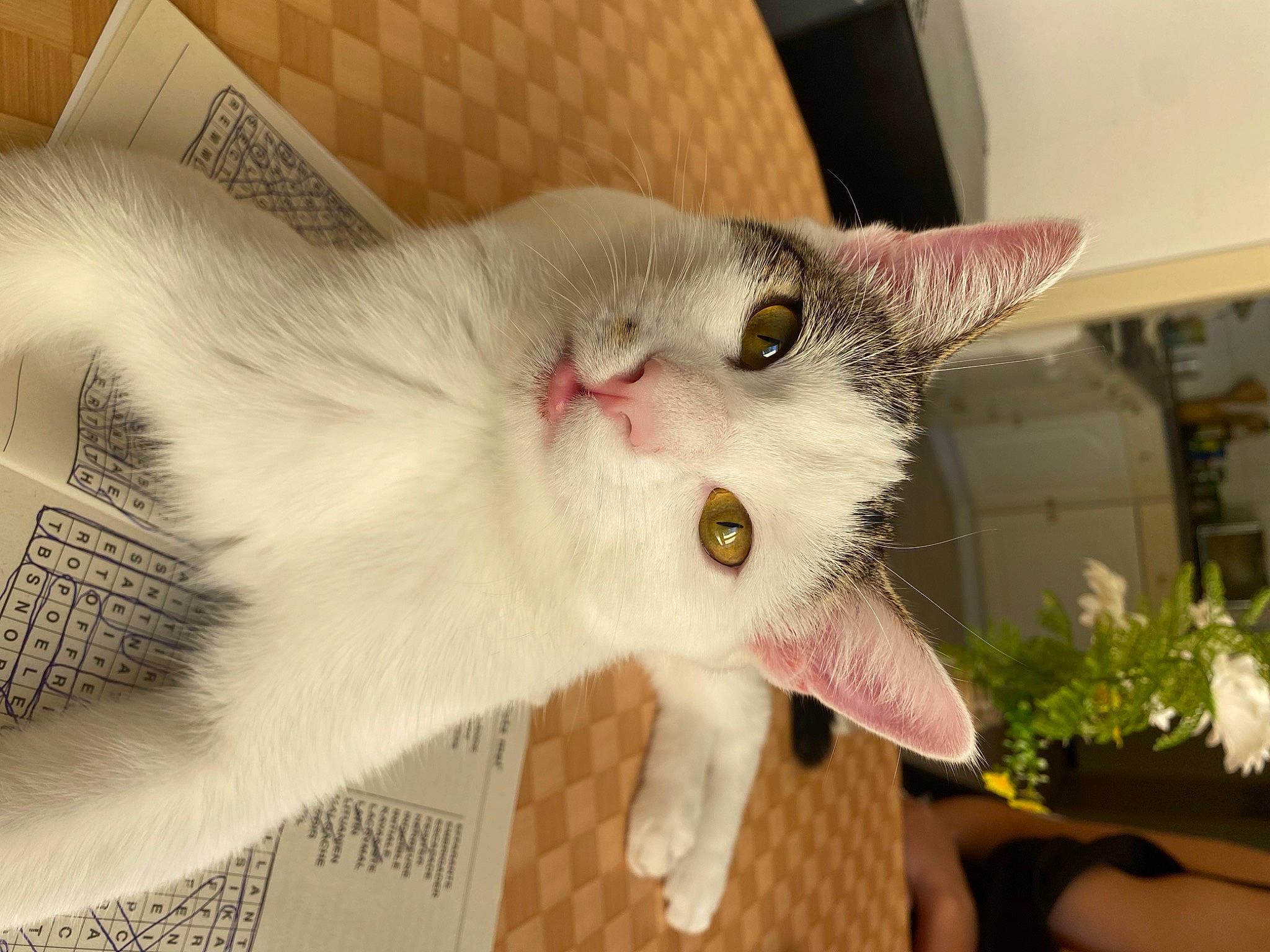 Tilou a rejoint le concours — aidez-le/la à gagner de superbes lots ! carnivore, cat, claw, comfort, domestic_short_haired_cat, ear, fang, fawn, felidae, flowerpot, fur, houseplant, paw, plant, small_to_medium_sized_cats, snout, tail, whiskers