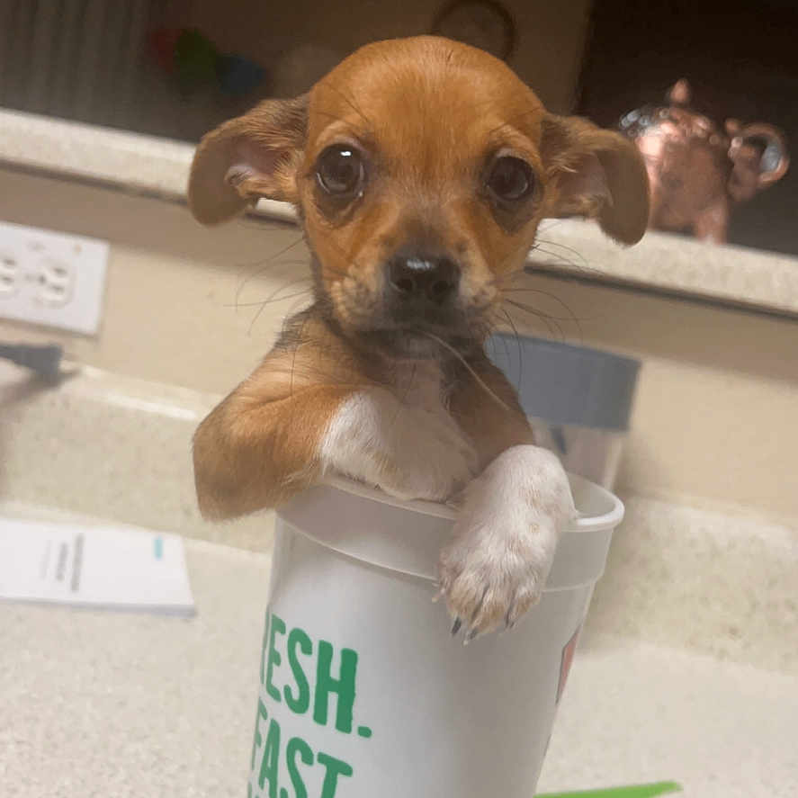 Beignet is registered to the contest to win money with this photo: animal, brown_dog, close_up, container, countertop, cup, curious, cute, dog, domestic_animal, funny, household, indoor, kitchen, looking, pet, puppy, small_dog, white_paw, young_dog