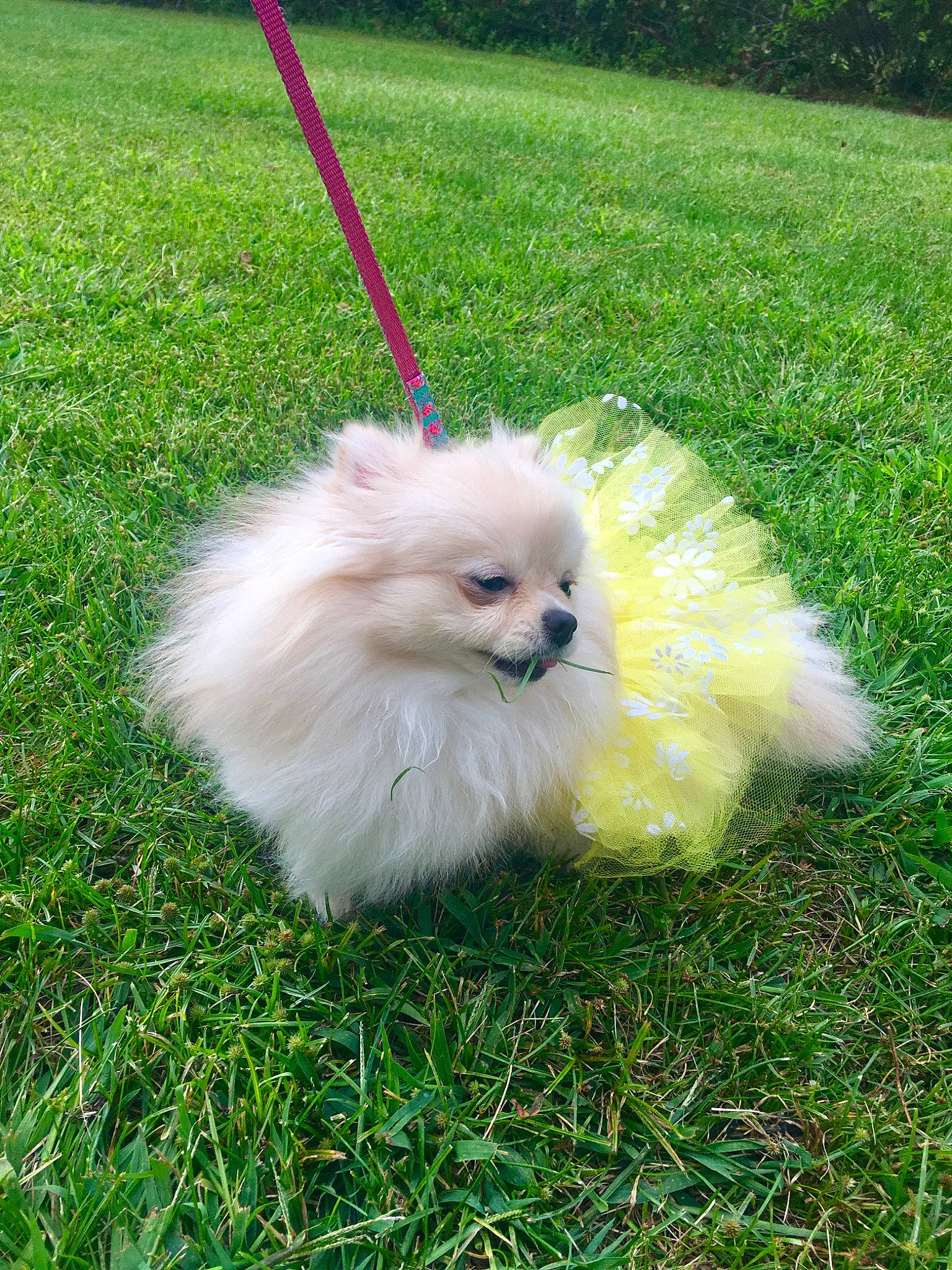 Gypsy joined the competition — help win amazing prizes! canidae, carnivore, companion_dog, dog, dog_breed, german_spitz, german_spitz_klein, german_spitz_mittel, grass, japanese_spitz, mammal, non_sporting_group, plant, pomeranian, puppy, spitz, sporting_group, toy_dog, vertebrate, volpino_italiano