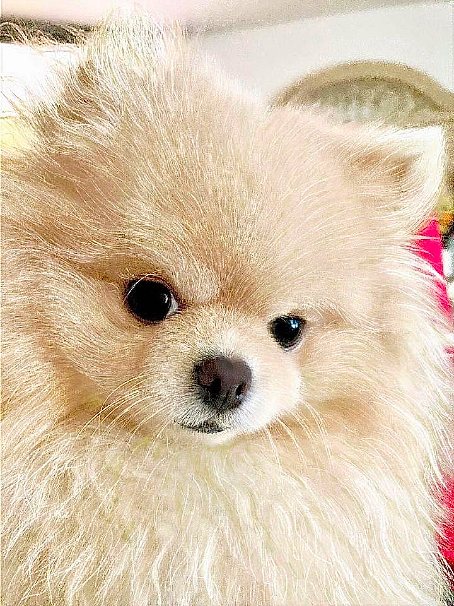 Gypsy joined the competition — help win amazing prizes! ancient_dog_breeds, canidae, carnivore, companion_dog, dog, dog_breed, fawn, fur, german_spitz, german_spitz_mittel, samoyed, snout, spitz, sporting_group, terrestrial_animal, toy_dog, volpino_italiano, whiskers, wildlife, working_animal