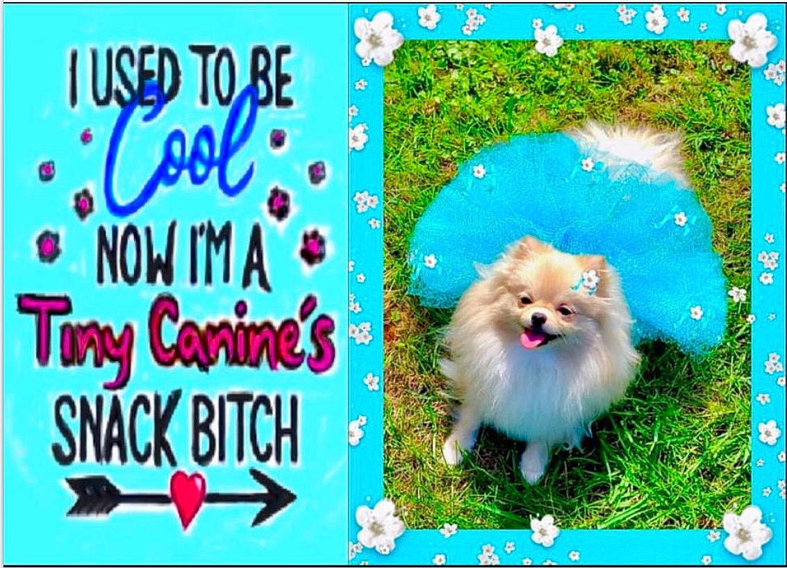 Gypsy joined the competition — help win amazing prizes! canidae, carnivore, companion_dog, dog, dog_breed, electric_blue, event, fawn, font, german_spitz, german_spitz_klein, german_spitz_mittel, grass, happy, magenta, photo_caption, rectangle, spitz, sporting_group, toy_dog