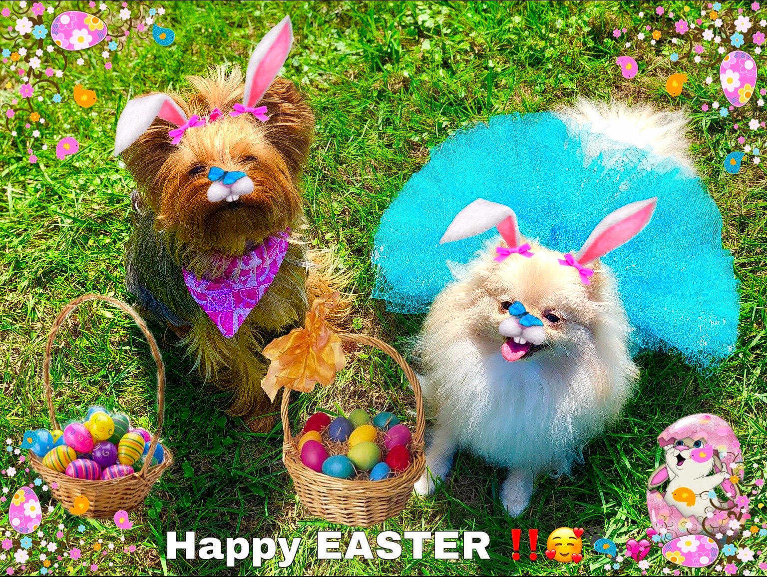 Gypsy is registered to the contest to win money with this photo: carnivore, companion_dog, dog, dog_breed, dog_supply, easter, event, fashion_accessory, fawn, fur, grass, green, happy, liver, magenta, pink, plant, tail, vertebrate, working_animal