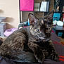Athena participe au concours pour gagner de l'argent avec cette photo : cat, kitten, tortoiseshell, pet, indoor, furniture, sitting, relaxed, eyes, ears, fur, person, lap, cat_tree, shelf, container, table, home, cozy, animal