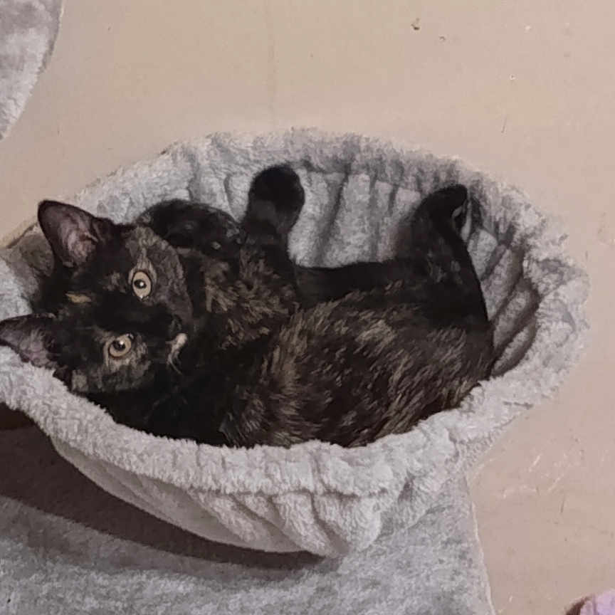 Athena participe au concours pour gagner de l'argent avec cette photo : animal, bed, cat, comfortable, cozy, curious, cute, feline, floor, fluffy, gray, home, indoor, looking_up, pet, relaxed, resting, sleeping_spot, soft, tortoiseshell_cat