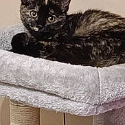 Athena a rejoint le concours — aidez-le/la à gagner de superbes lots ! kitten, cat, tortoiseshell, pet, animal, feline, cat_tree, plush, soft, indoor, cute, curious, alert, resting, fur, ears, whiskers, eyes, paws, perch