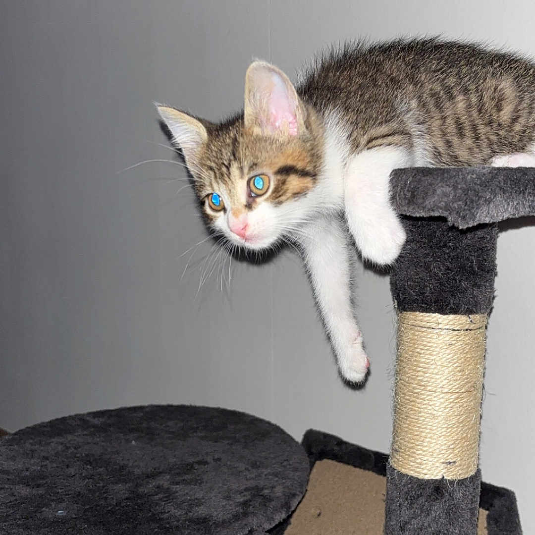 Zuko a rejoint le concours — aidez-le/la à gagner de superbes lots ! abyssinian, adult, angora, animal, cat, egyptiancat, head, kitten, male, man, manx, person, pet, siamese