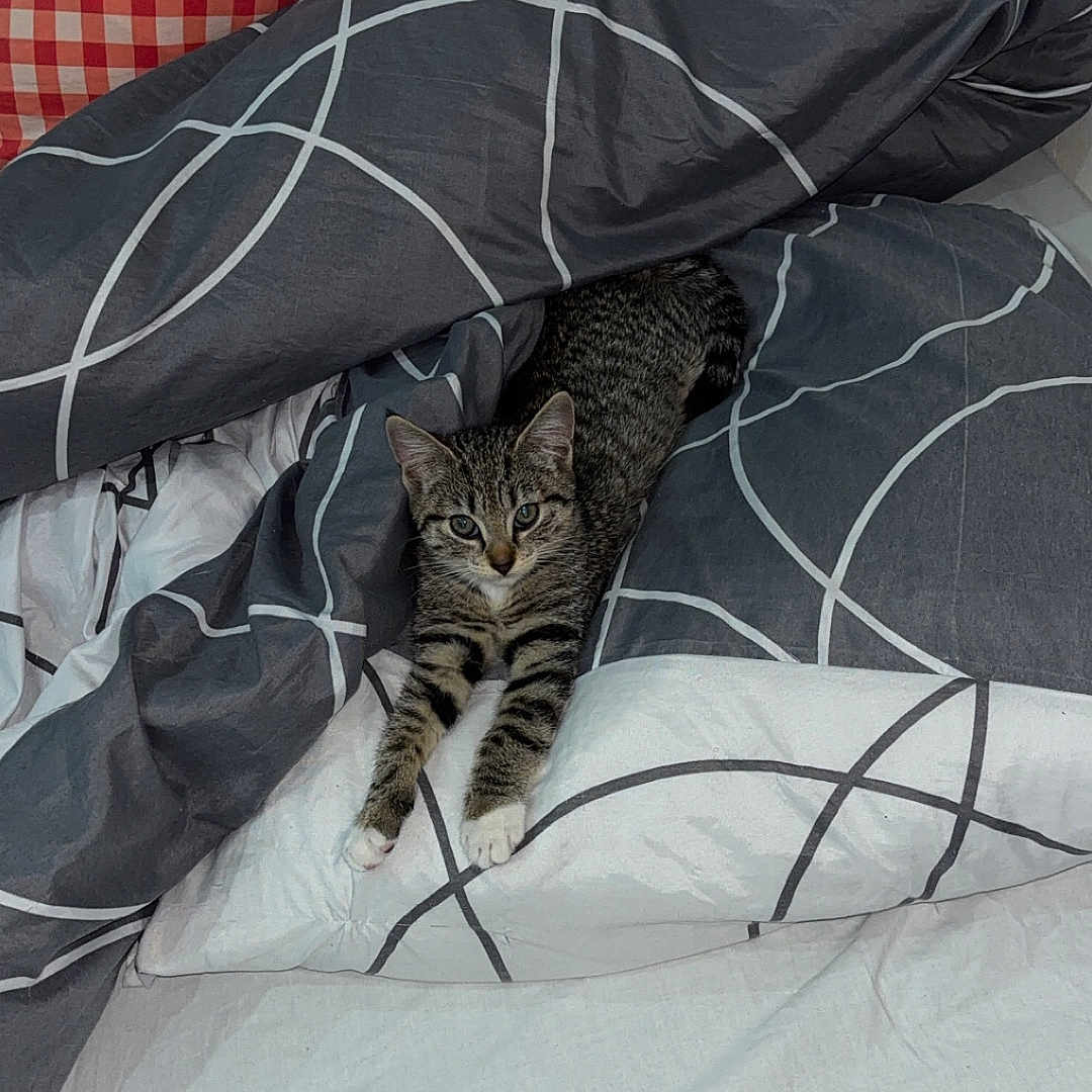 Zouzoute participe au concours pour gagner de l'argent avec cette photo : abyssinian, animal, bed, bedroom, blanket, cat, couch, cushion, furniture, homedecor, indoors, kitten, linen, manx, person, pet, pillow, quilt, room, sleeping