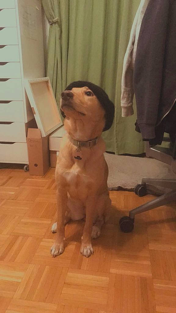 Hinata a rejoint le concours — aidez-le/la à gagner de superbes lots ! cabinetry, carnivore, chest_of_drawers, companion_dog, curtain, dog, dog_breed, drawer, fawn, floor, flooring, hardwood, laminate_flooring, liver, plant, snout, toy_dog, trunk, wood, working_animal