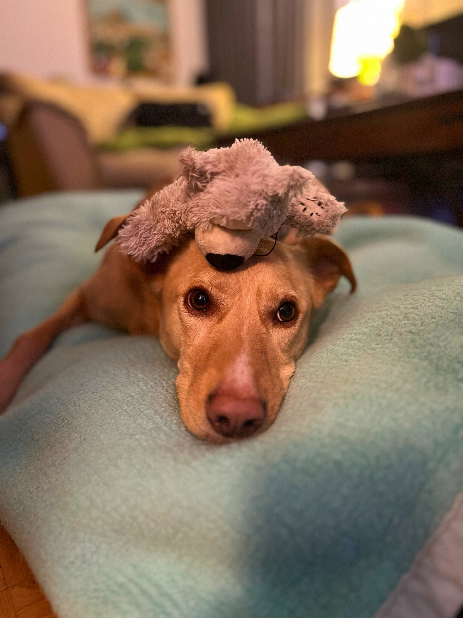 Hinata a rejoint le concours — aidez-le/la à gagner de superbes lots ! carnivore, comfort, companion_dog, dog, dog_breed, fang, fawn, flooring, fur, guard_dog, linens, liver, pointing_breed, snout, sporting_group, toy_dog, whiskers, wood, working_animal, wrinkle