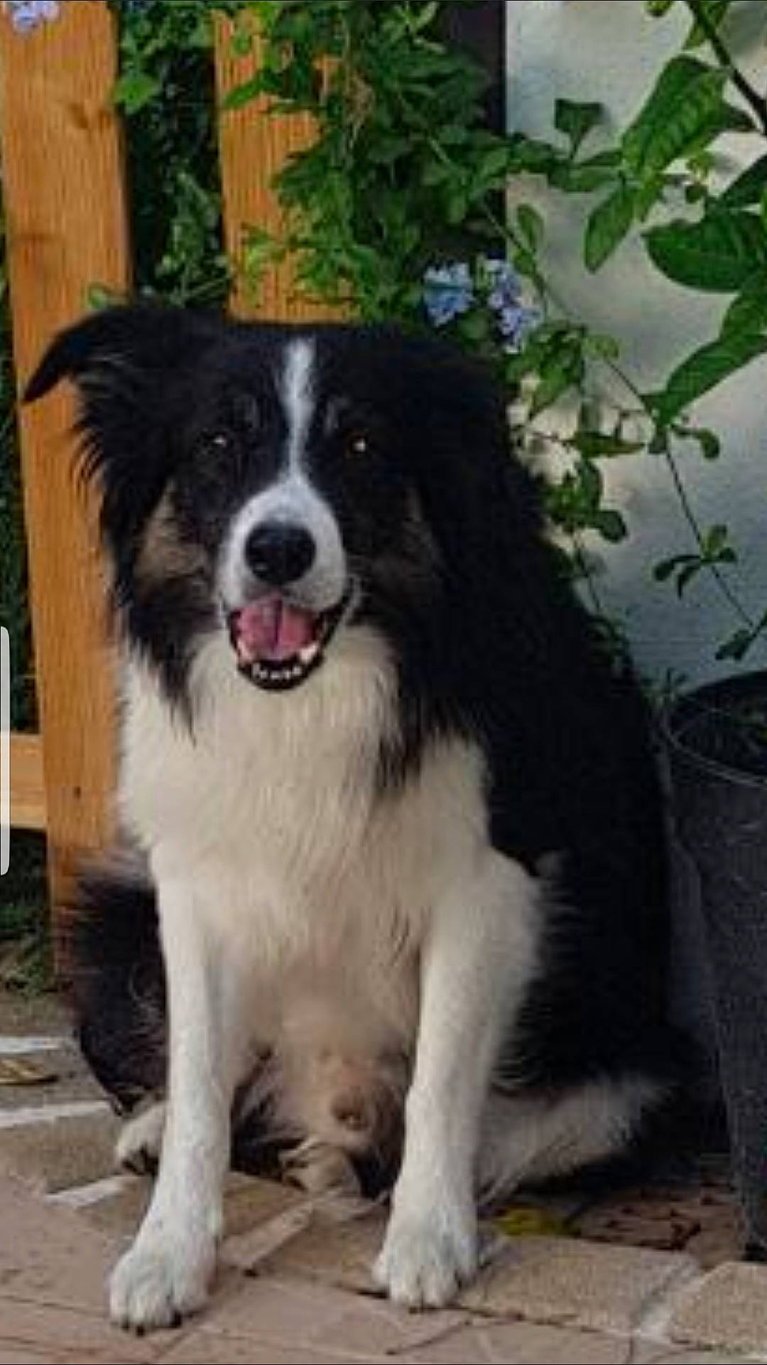 Norton participe au concours pour gagner de l'argent avec cette photo : border_collie, carnivore, companion_dog, dog, dog_breed, herding_dog, plant, snout, sporting_group, working_animal, working_dog