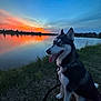 Luna is registered to the contest to win money with this photo: dog, husky, sunset, lake, water, grass, leash, outdoor, nature, sky, reflection, animal, pet, evening, blue_eyes, canine, landscape, peaceful, sitting, tongue_out