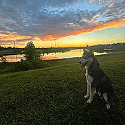 Luna is registered to the contest to win money with this photo: dog, husky, sunset, lake, grass, nature, outdoor, sky, clouds, reflection, animal, pet, landscape, twilight, scenic, water, field, canine, evening, peaceful