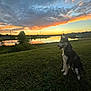 dog, husky, sunset, lake, grass, nature, outdoor, sky, clouds, reflection, animal, pet, landscape, twilight, scenic, water, field, canine, evening, peaceful
