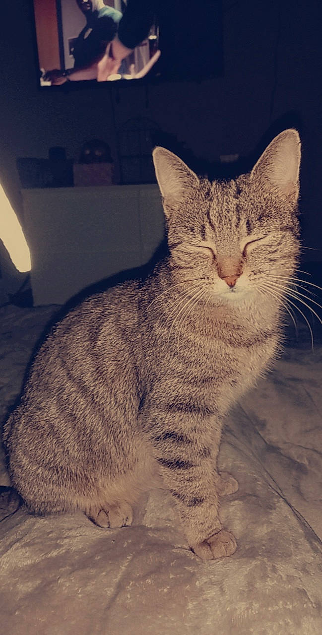 Minou