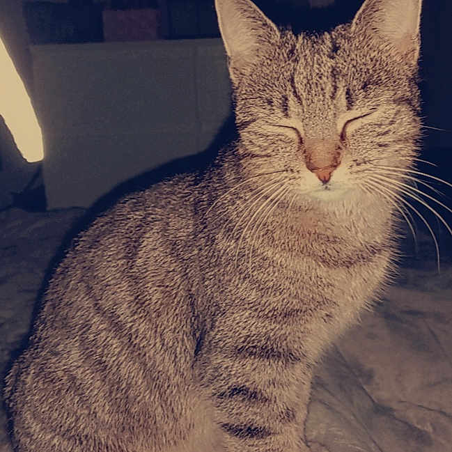 Minou