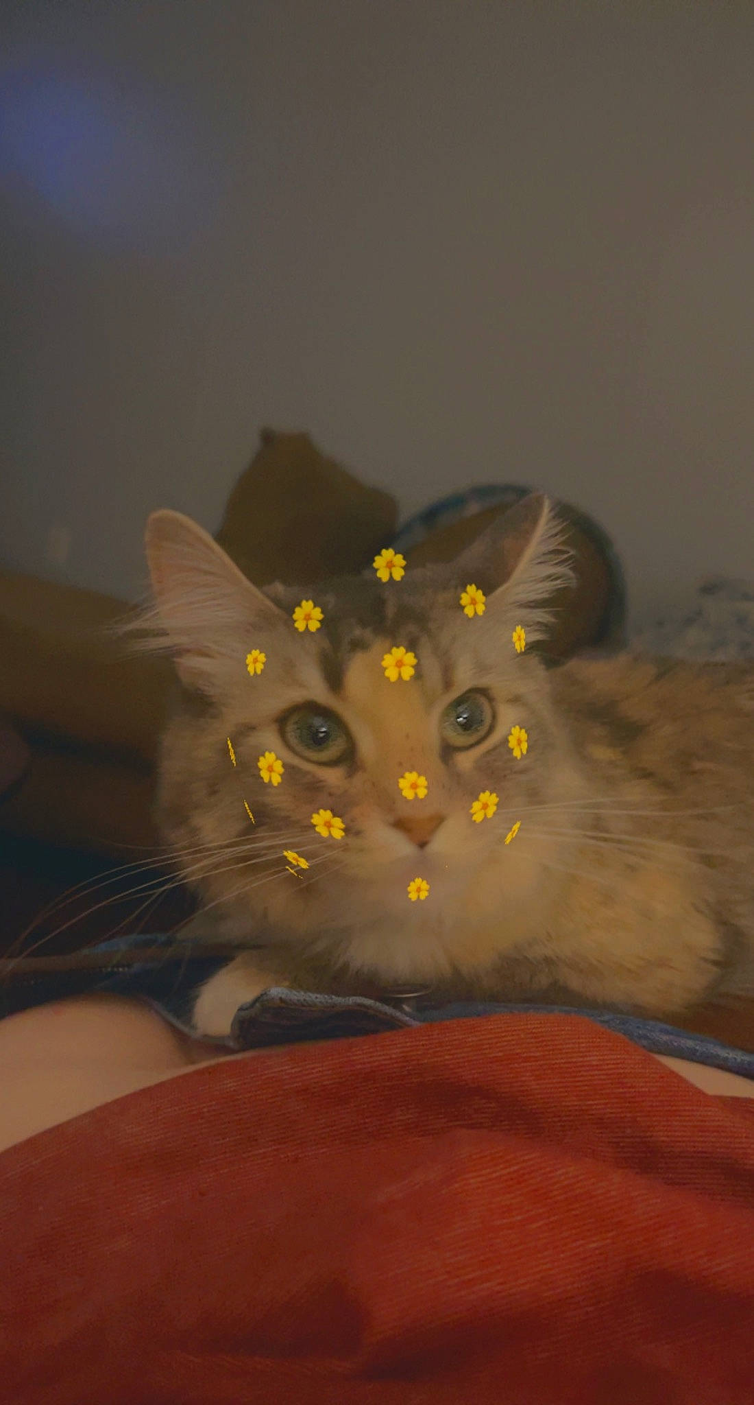 Stevie is registered to the contest to win money with this photo: art, black_cat, carnivore, cat, domestic_short_haired_cat, eye, feather, felidae, fur, grey, head, petal, plant, pumpkin, small_to_medium_sized_cats, snout, tail, tree, whiskers, window