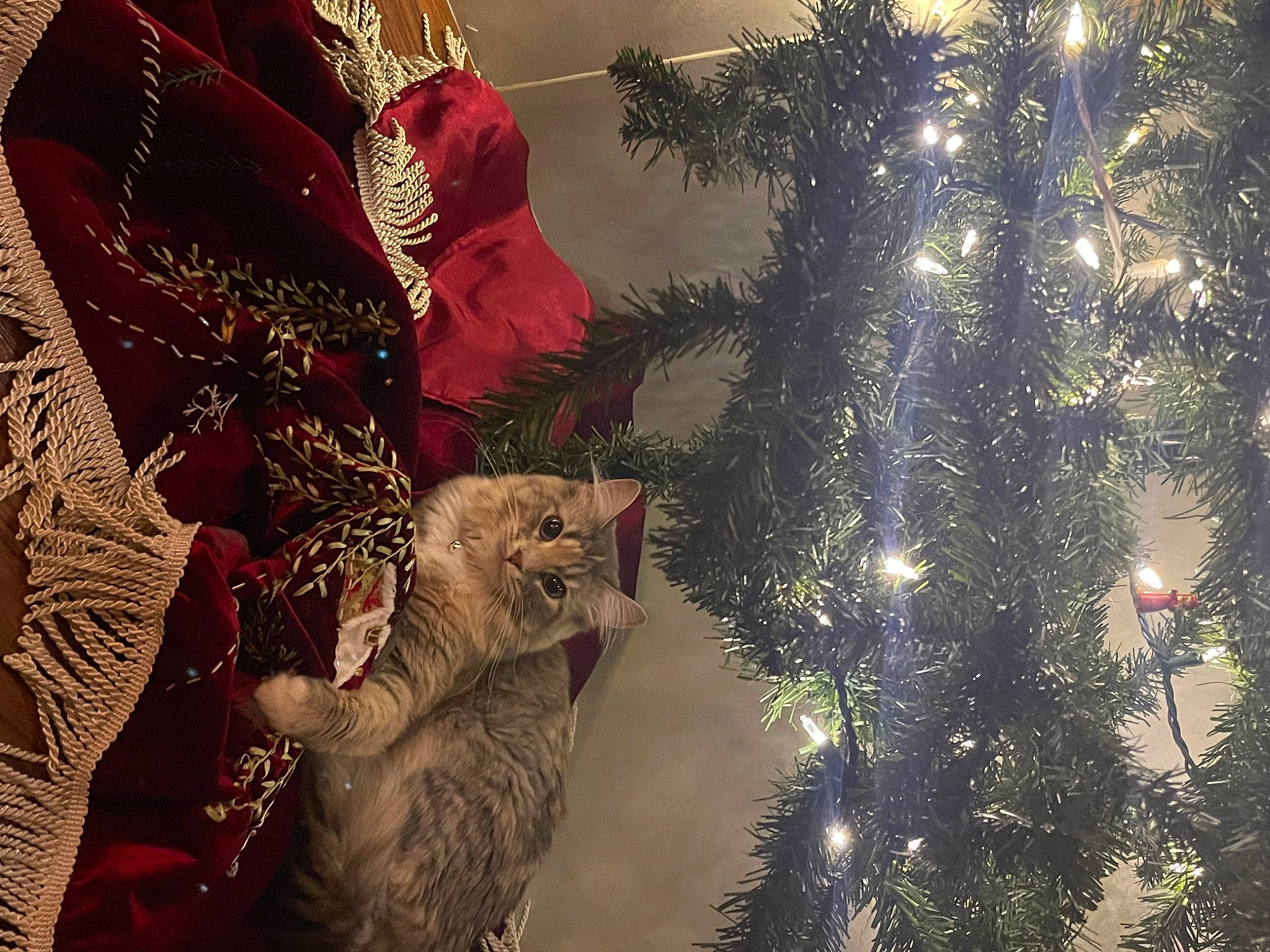 Stevie joined the competition — help win amazing prizes! carnivore, cat, christmas, christmas_decoration, christmas_eve, christmas_ornament, christmas_tree, conifer, decoration, event, evergreen, fawn, felidae, holiday, holiday_ornament, interior_design, ornament, small_to_medium_sized_cats, tradition, whiskers