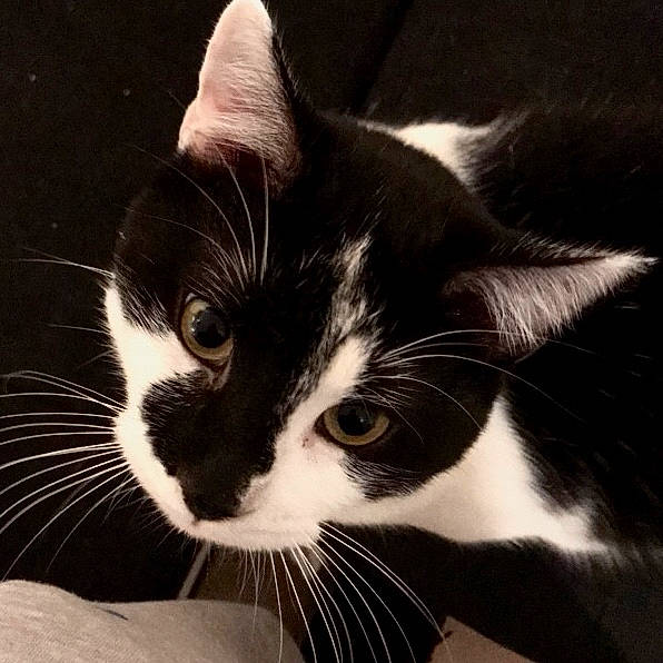 Patate a rejoint le concours — aidez-le/la à gagner de superbes lots ! american_wirehair, black_and_white, black_cat, carnivore, cat, domestic_short_haired_cat, ear, eye, felidae, fur, kitten, monochrome_photography, nose, photography, sky, small_to_medium_sized_cats, snout, style, tail, whiskers