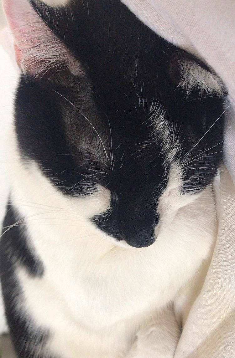 Patate a rejoint le concours — aidez-le/la à gagner de superbes lots ! black_and_white, carnivore, cat, domestic_short_haired_cat, ear, felidae, fur, polydactyl_cat, small_to_medium_sized_cats, snout, tail, whiskers