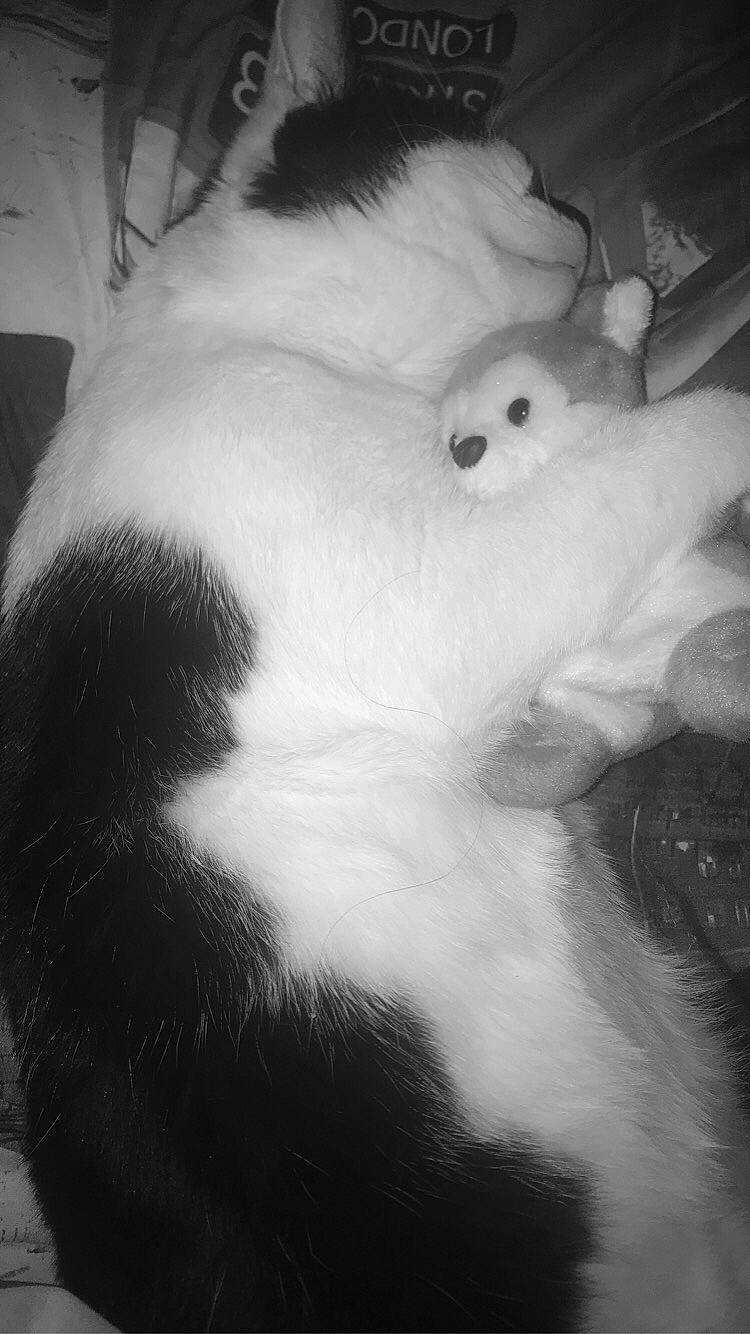 Patate a rejoint le concours — aidez-le/la à gagner de superbes lots ! black_and_white, canidae, cat, dog_breed, ear, fur, monochrome_photography, tail, whiskers, white