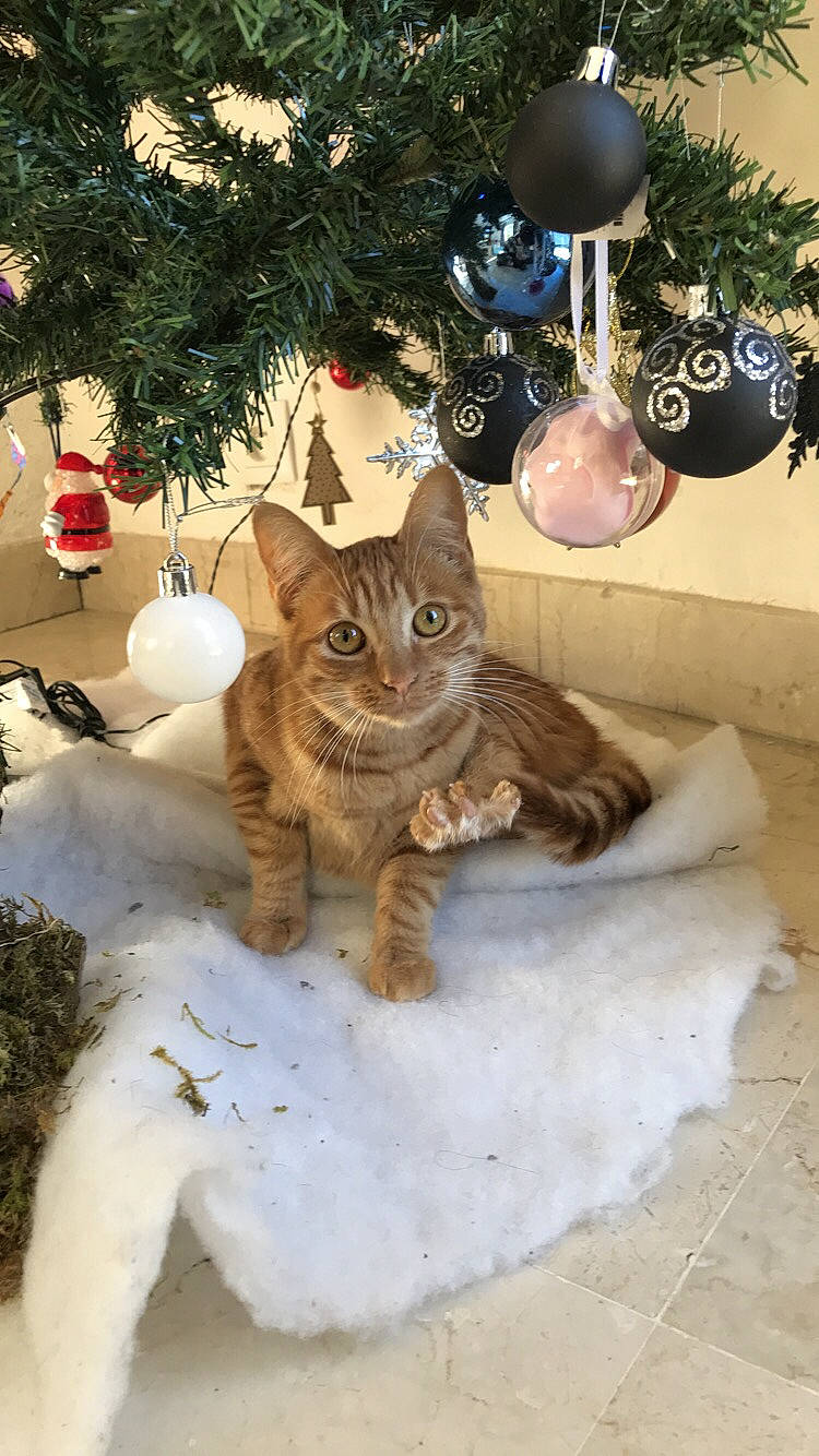 Chanelle a rejoint le concours — aidez-le/la à gagner de superbes lots ! american_shorthair, asian, carnivore, cat, christmas, christmas_decoration, christmas_ornament, christmas_tree, domestic_short_haired_cat, european_shorthair, fawn, felidae, fur, interior_design, kitten, kurilian_bobtail, small_to_medium_sized_cats, tabby_cat, tree, whiskers