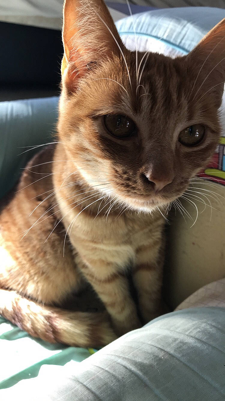 Chanelle a rejoint le concours — aidez-le/la à gagner de superbes lots ! aegean_cat, arabian_mau, asian, australian_mist, carnivore, cat, domestic_short_haired_cat, european_shorthair, fawn, felidae, german_rex, kitten, mammal, ojos_azules, oriental_shorthair, small_to_medium_sized_cats, snout, tabby_cat, vertebrate, whiskers