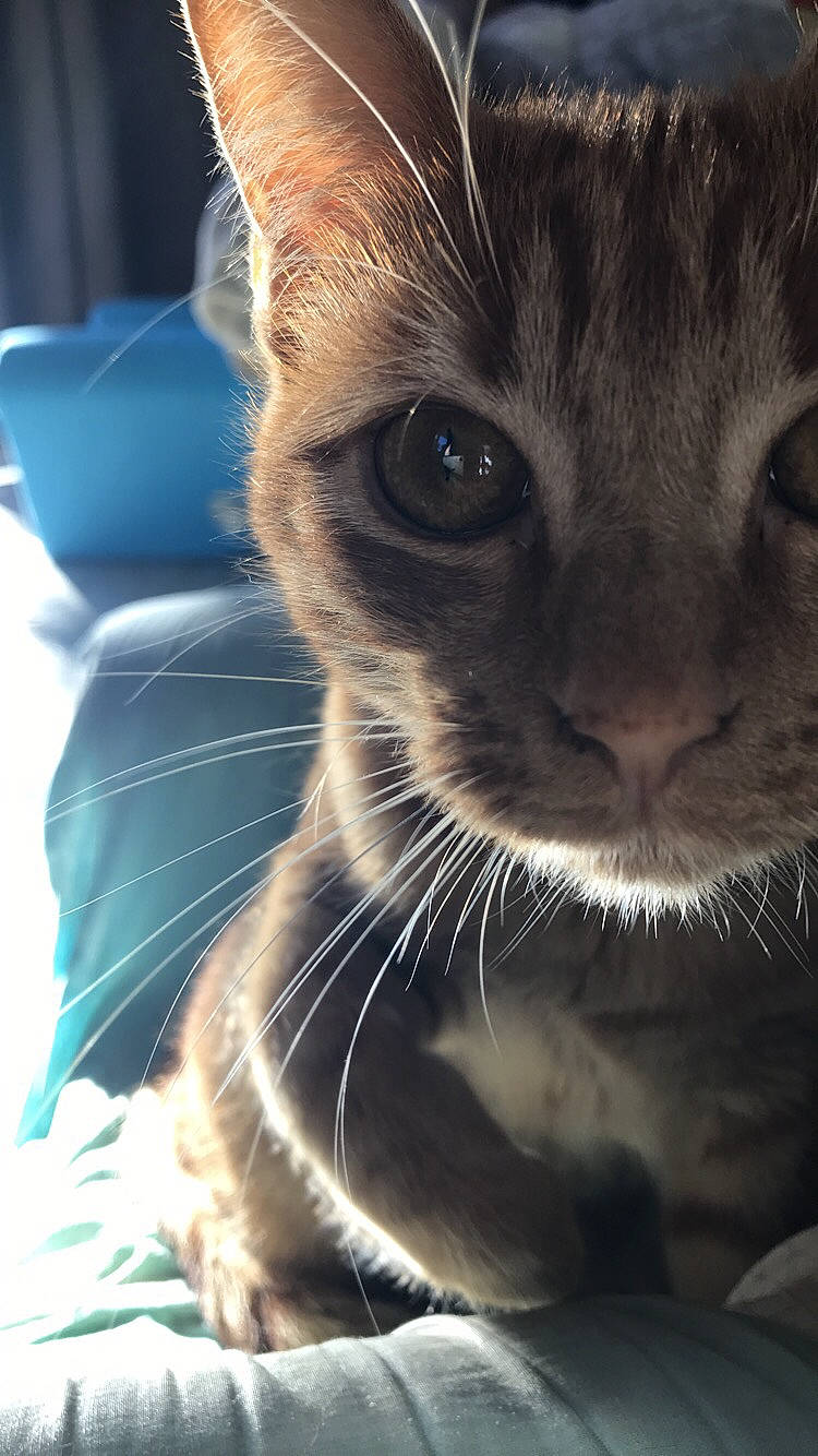 Chanelle participe au concours pour gagner de l'argent avec cette photo : asian, carnivore, cat, close_up, ear, eye, fawn, felidae, fur, kitten, mammal, nose, photography, sky, small_to_medium_sized_cats, snout, tabby_cat, whiskers