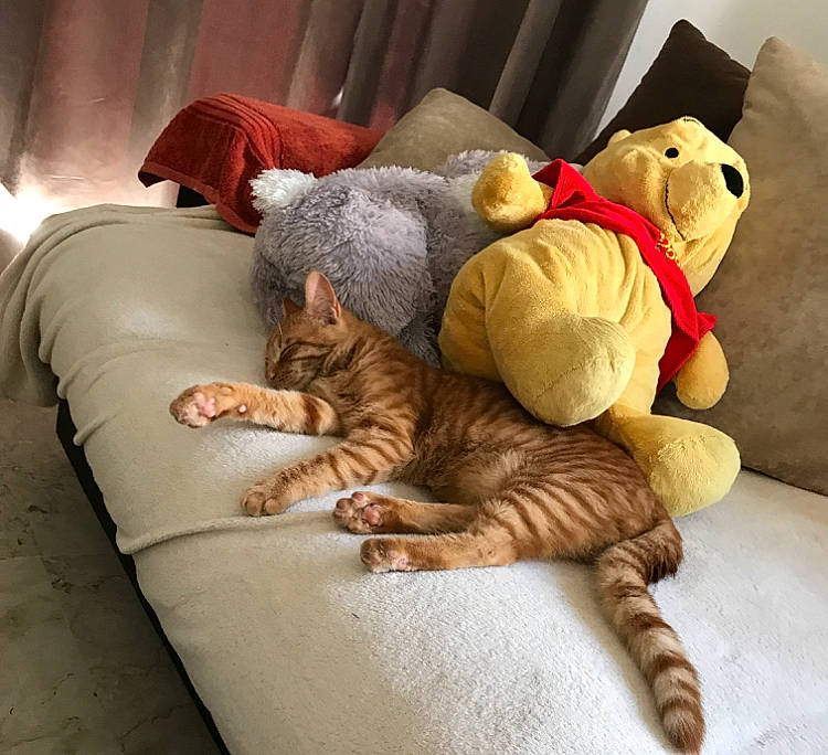 Chanelle a rejoint le concours — aidez-le/la à gagner de superbes lots ! carnivore, cat, comfort, european_shorthair, felidae, fur, nap, paw, pixie_bob, plush, sleep, small_to_medium_sized_cats, stuffed_toy, tabby_cat, tail, whiskers