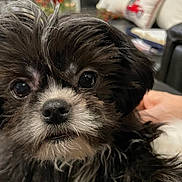 Goose is registered to the contest to win money with this photo: animal, background, black_and_white, close_up, cozy, curious, cute, decor, dog, eyes, face, fluffy, fur, indoor, nose, pet, pillow, portrait, puppy, young