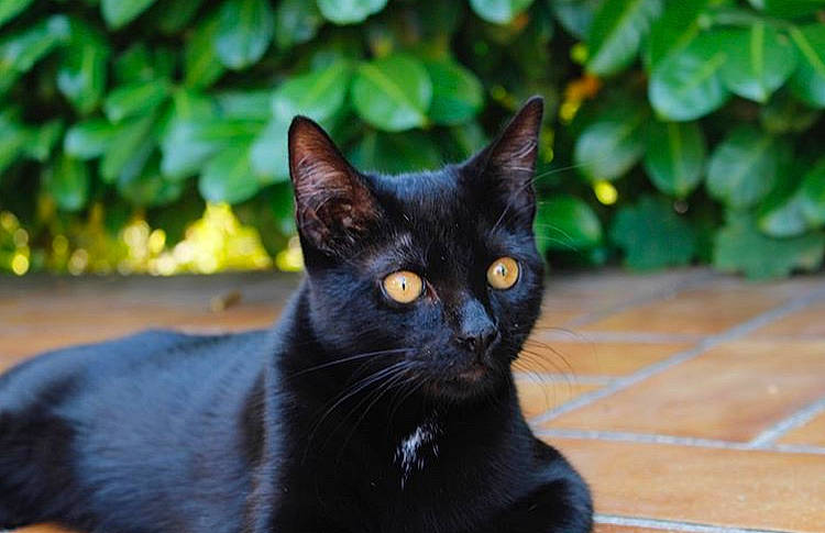 Filou a rejoint le concours — aidez-le/la à gagner de superbes lots ! asian, black_cat, bombay, burmese, carnivore, cat, domestic_short_haired_cat, eye, felidae, havana_brown, mammal, plant, small_to_medium_sized_cats, snout, vertebrate, whiskers