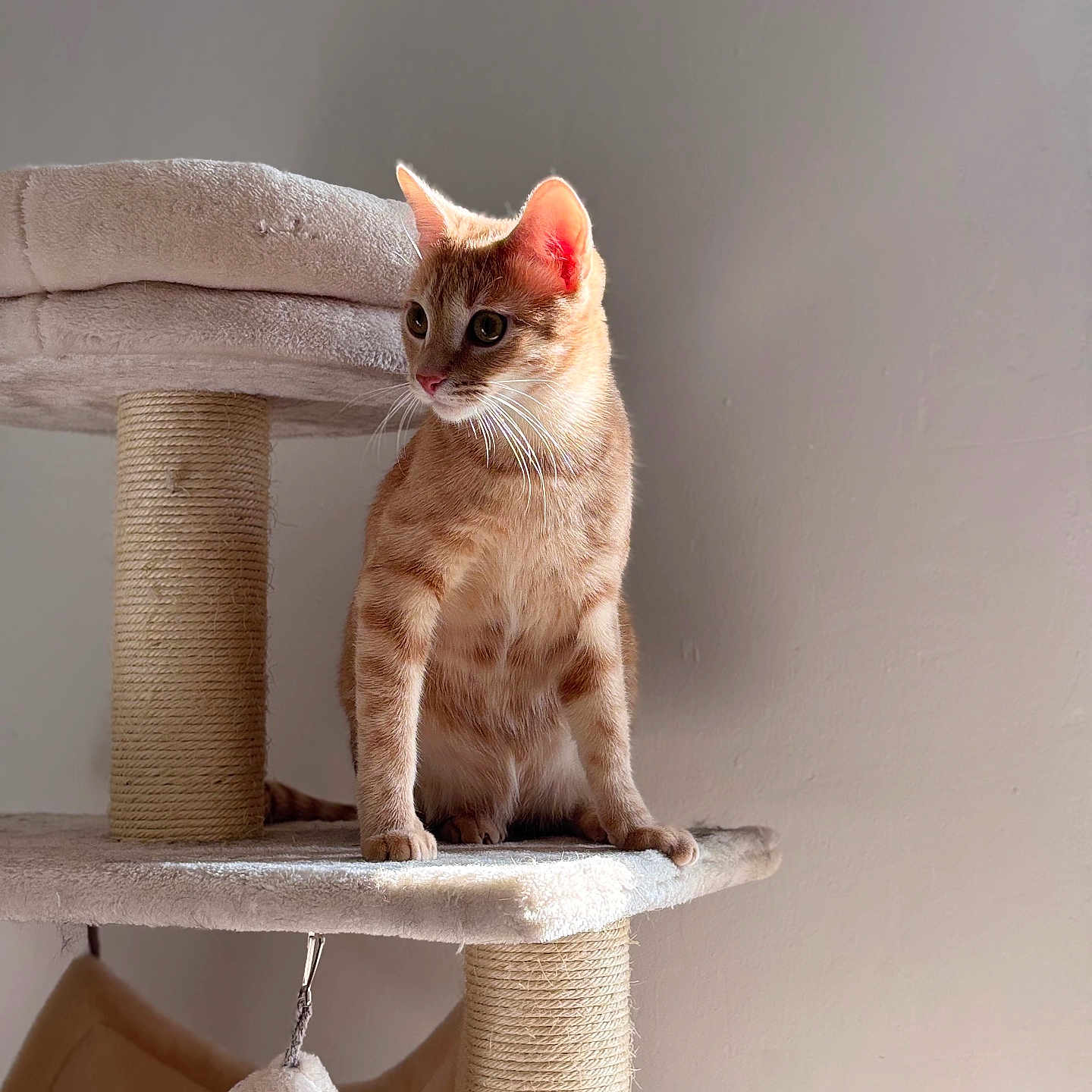 Loki a rejoint le concours — aidez-le/la à gagner de superbes lots ! abyssinian, angora, animal, bag, cat, chair, egyptiancat, furniture, homedecor, kitten, linen, manx, pet, plywood, siamese, wood