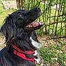 animal, black_dog, canine, close_up, daylight, dog, ears, fur, grass, happy, leash, nature, outdoor, pet, plants, red_harness, side_profile, teeth, tongue_out, wood_chips