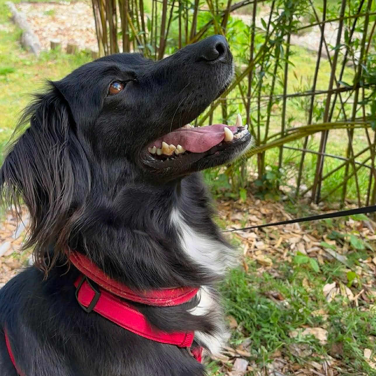 Volkan a rejoint le concours — aidez-le/la à gagner de superbes lots ! animal, black_dog, canine, close_up, daylight, dog, ears, fur, grass, happy, leash, nature, outdoor, pet, plants, red_harness, side_profile, teeth, tongue_out, wood_chips