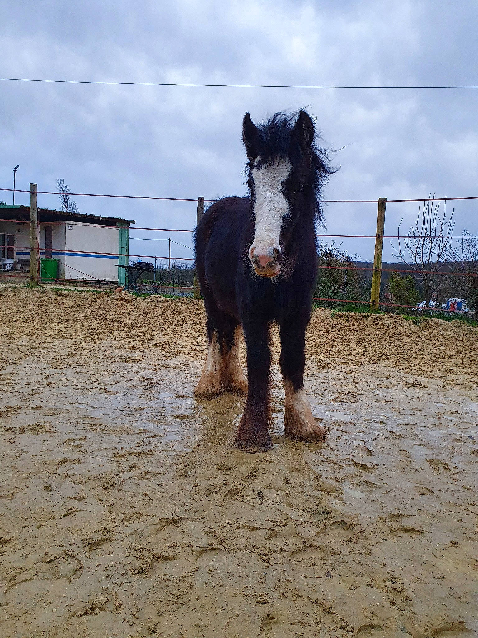 Jäger participe au concours pour gagner de l'argent avec cette photo : horse, landscape, livestock, mammal, mane, mare, pack_animal, pony, ranch, shetland_pony, stallion
