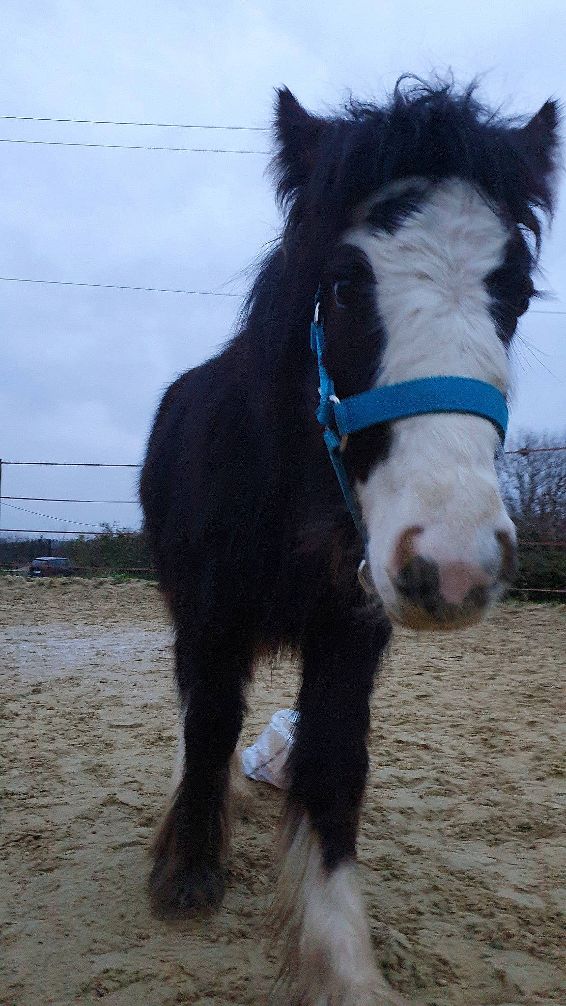 Jäger a rejoint le concours — aidez-le/la à gagner de superbes lots ! bridle, colt, foal, horse, horse_tack, livestock, mammal, mane, mare, mustang_horse, pony, shetland_pony, snout, stallion, vertebrate
