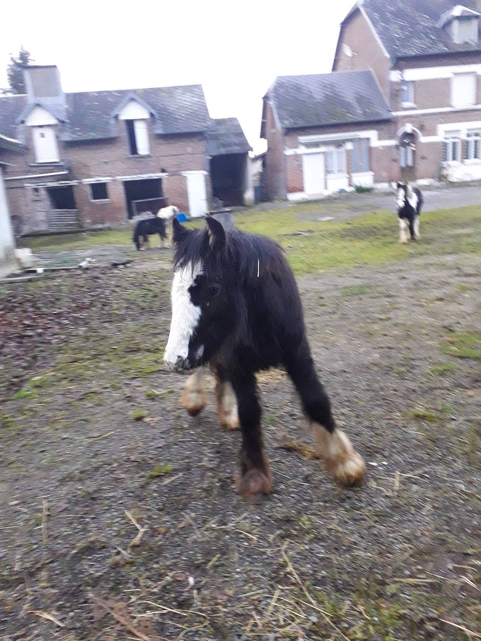 Jäger a rejoint le concours — aidez-le/la à gagner de superbes lots ! bovine, grass, horse, livestock, mammal, mane, mare, pasture, stallion, vertebrate